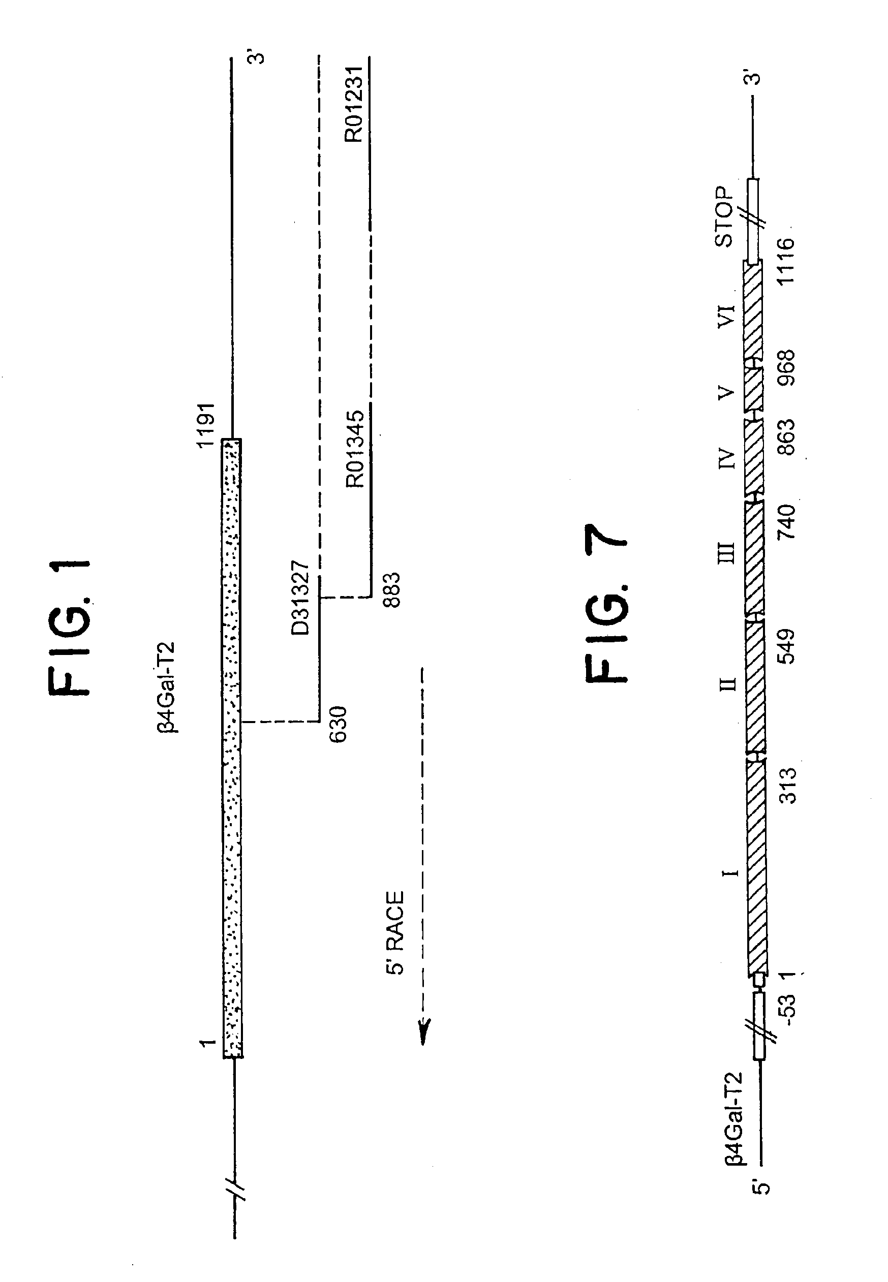 UDP-galactose: β-N-acetyl-glucosamine β-1,4-galactosyltransferase, β4Gal-T2