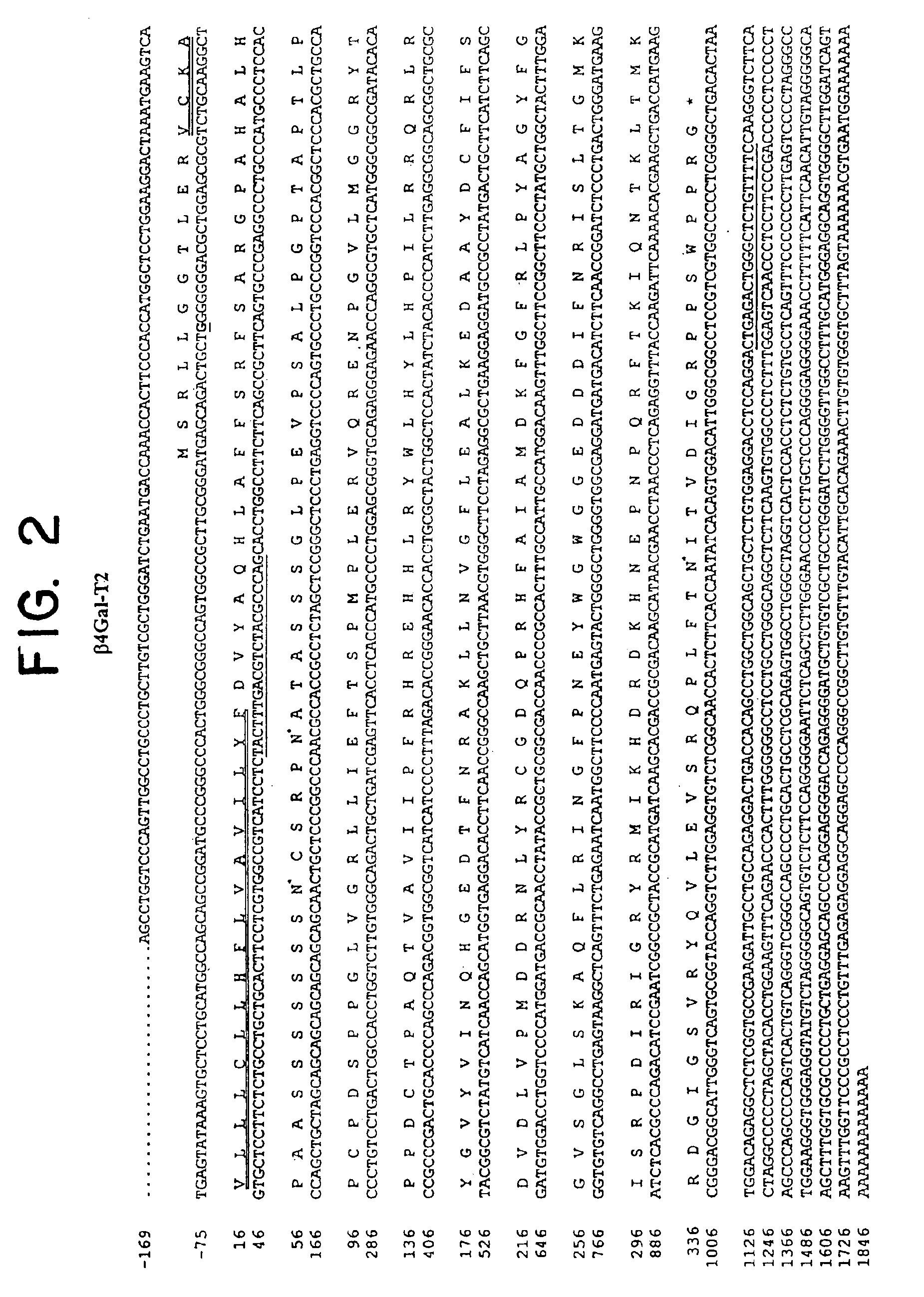 UDP-galactose: β-N-acetyl-glucosamine β-1,4-galactosyltransferase, β4Gal-T2