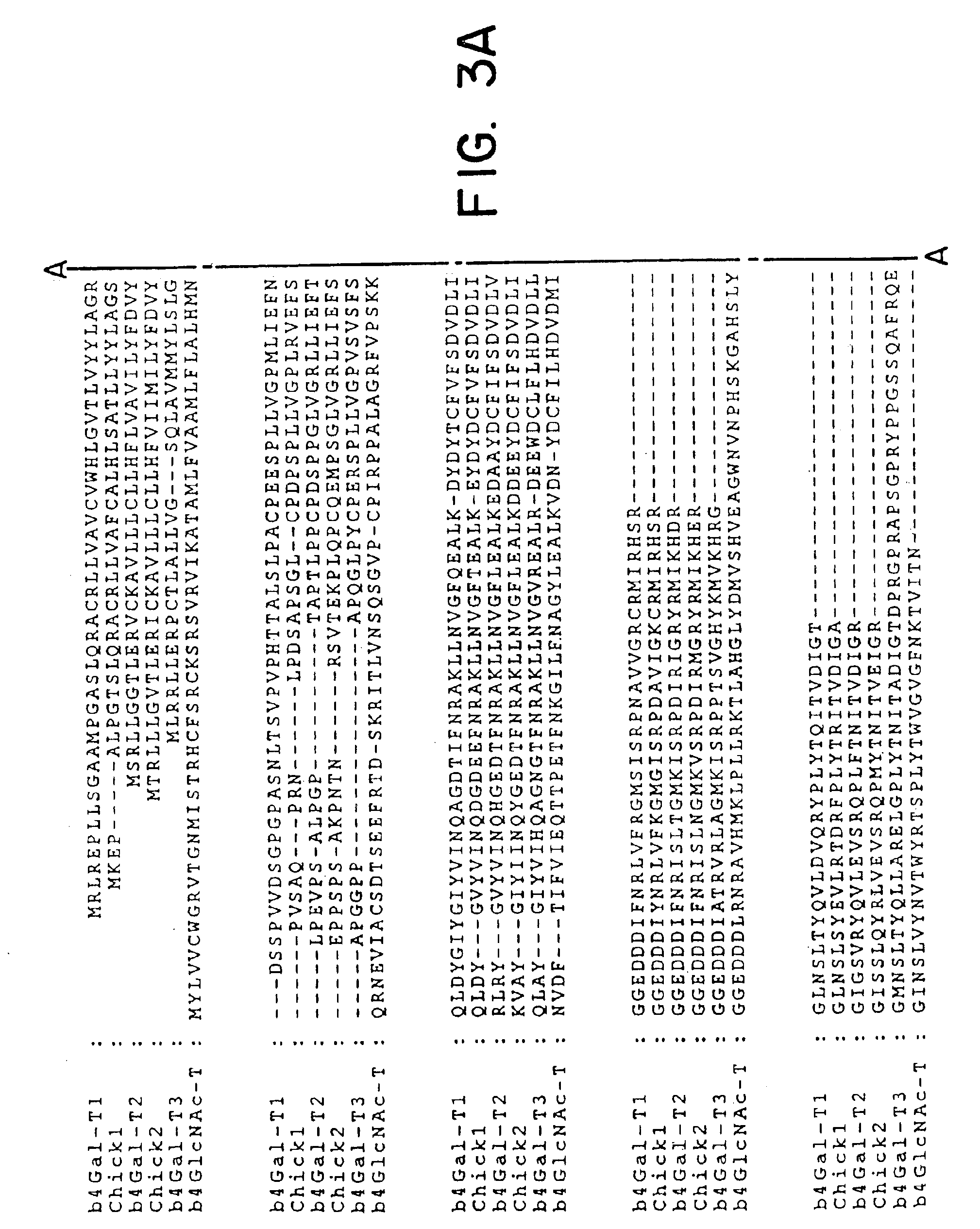 UDP-galactose: β-N-acetyl-glucosamine β-1,4-galactosyltransferase, β4Gal-T2