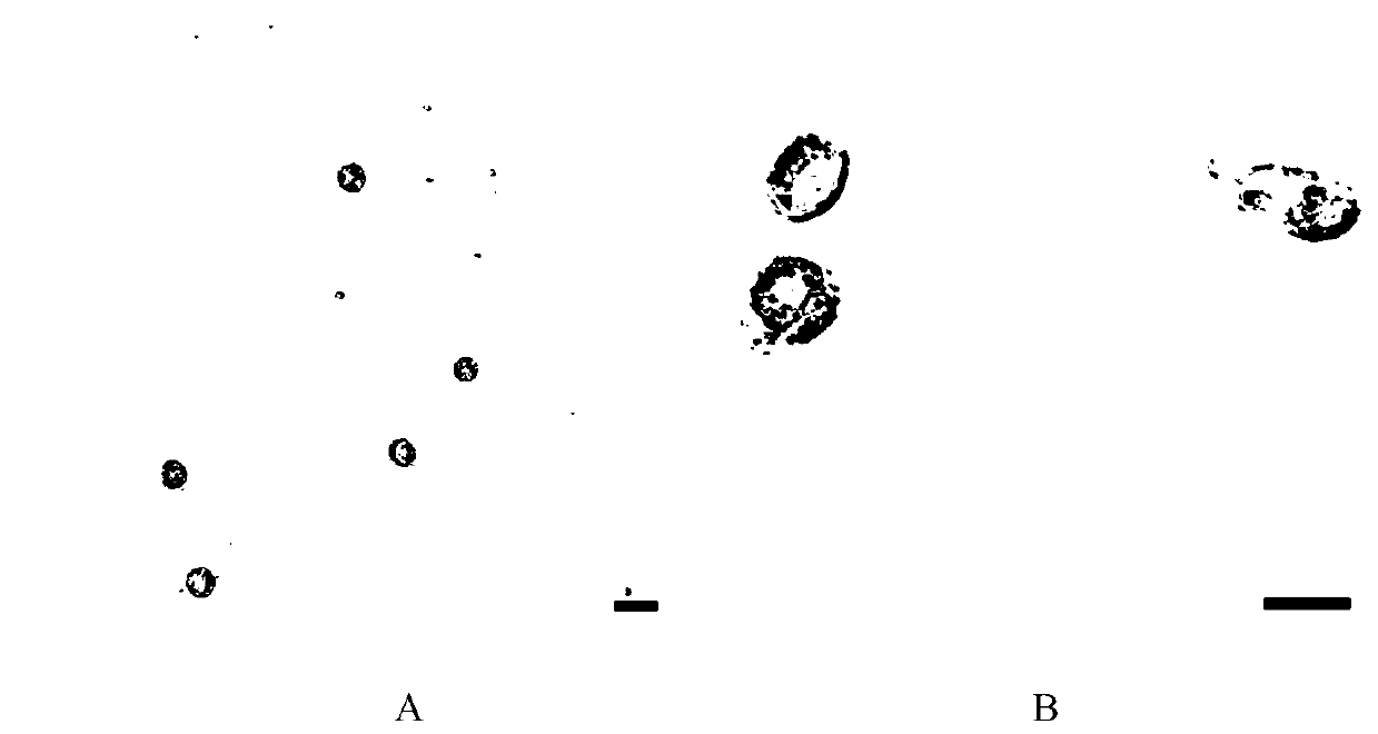 A method for culturing naked mole rat microglial cells