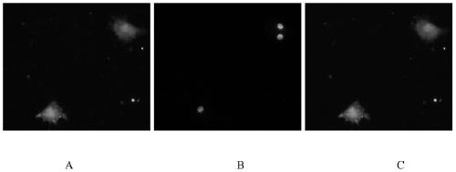 A method for culturing naked mole rat microglial cells