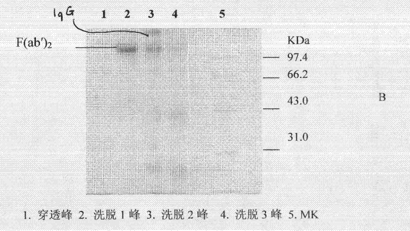 Lyophilized viper antivenin and preparation method thereof