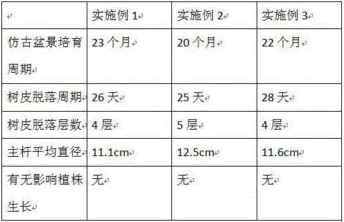 Method for culturing antiquing tamarix chinensis bonsai