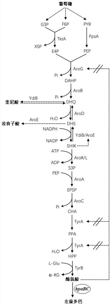 Method for producing levodopa through microbial fermentation and application