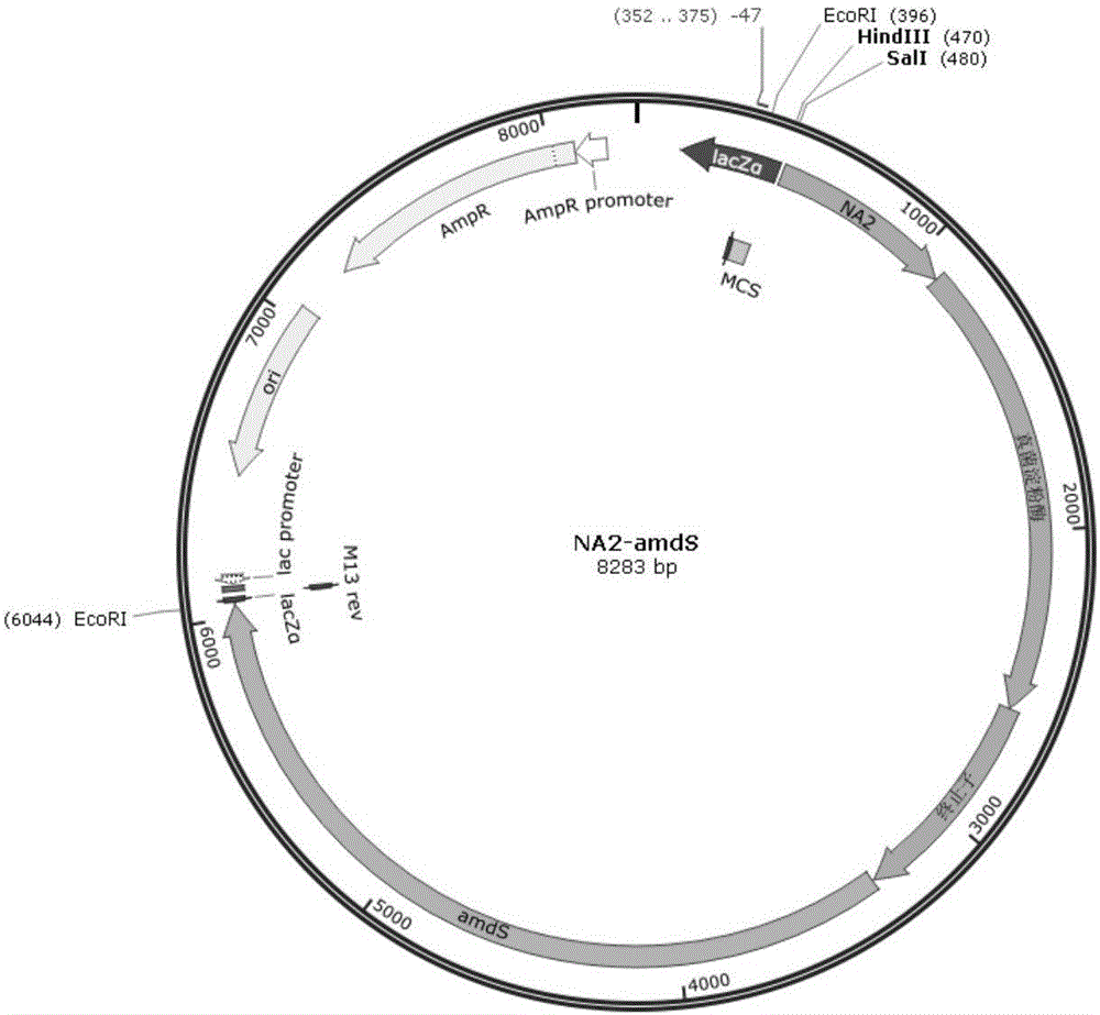 Application of yeast upstream activation element in filamentous fungi