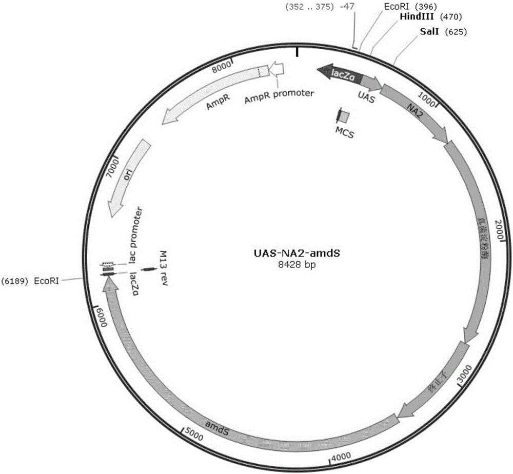 Application of yeast upstream activation element in filamentous fungi