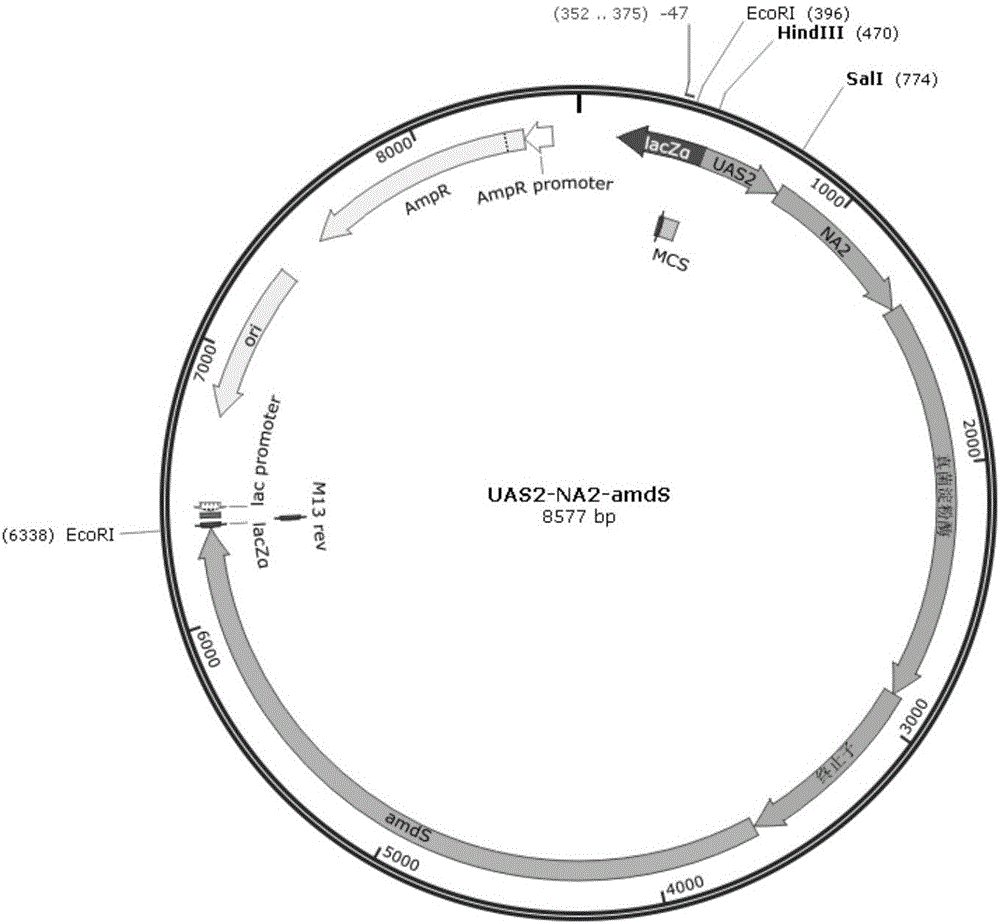 Application of yeast upstream activation element in filamentous fungi