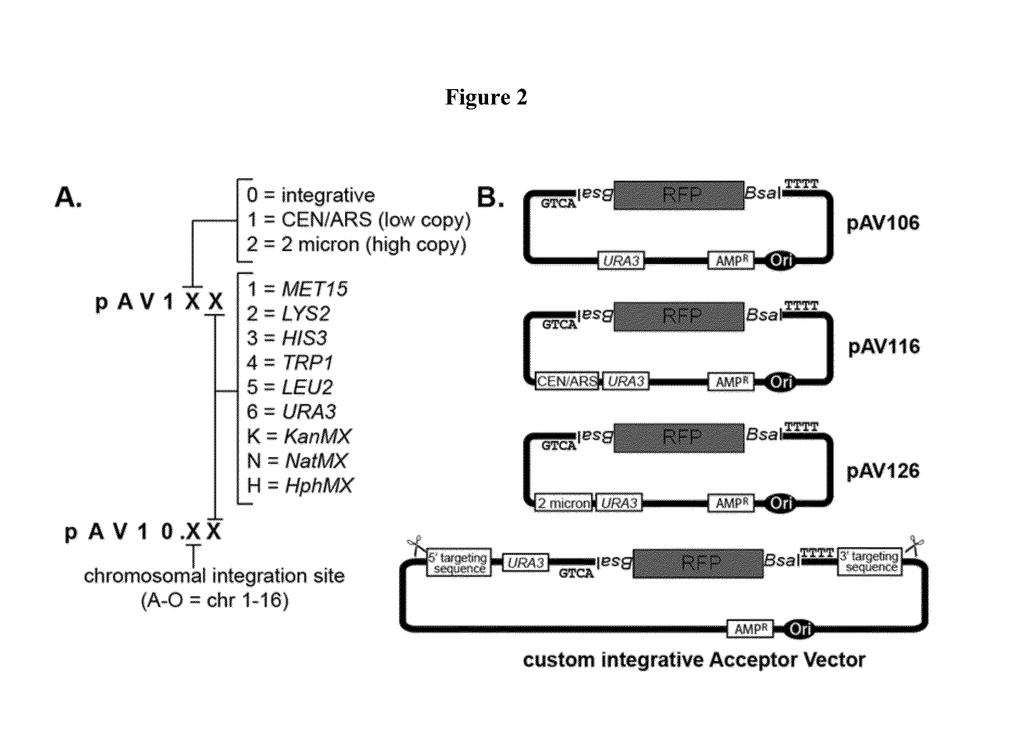 Versatile genetic assembly system (VEGAS) to assemble pathways for expression