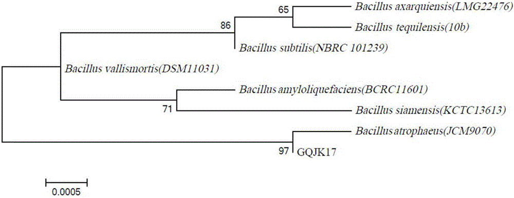 Bacillus atrophaeus antagonistic to lycium chinensis root rot and application of bacillus atrophaeus