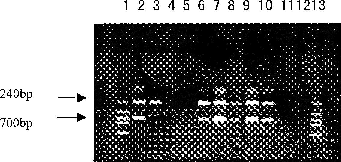 Listeria monocytogenes detection kit and detection method thereof