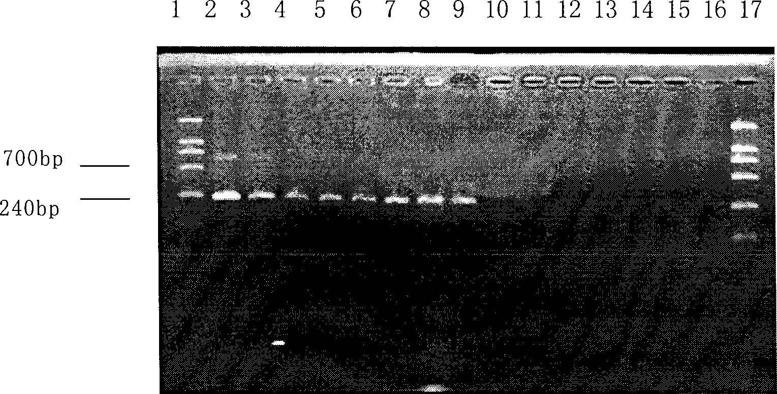 Listeria monocytogenes detection kit and detection method thereof