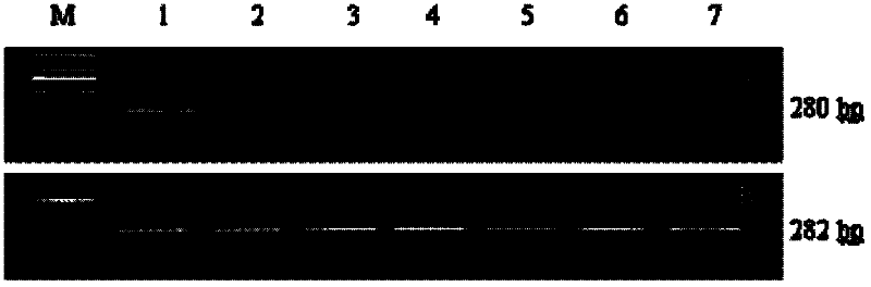 Target spot selecting method for efficiently inhibiting WSSV (White Spot Syndrome Virus)