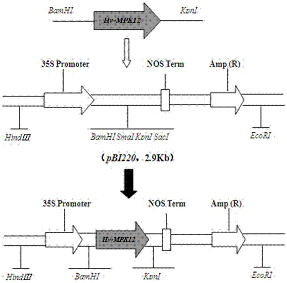 Haynaldia villosa mitogen activated protein kinase gene, and expression vector and application thereof