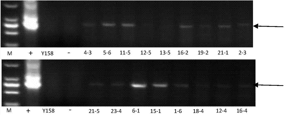 Haynaldia villosa mitogen activated protein kinase gene, and expression vector and application thereof