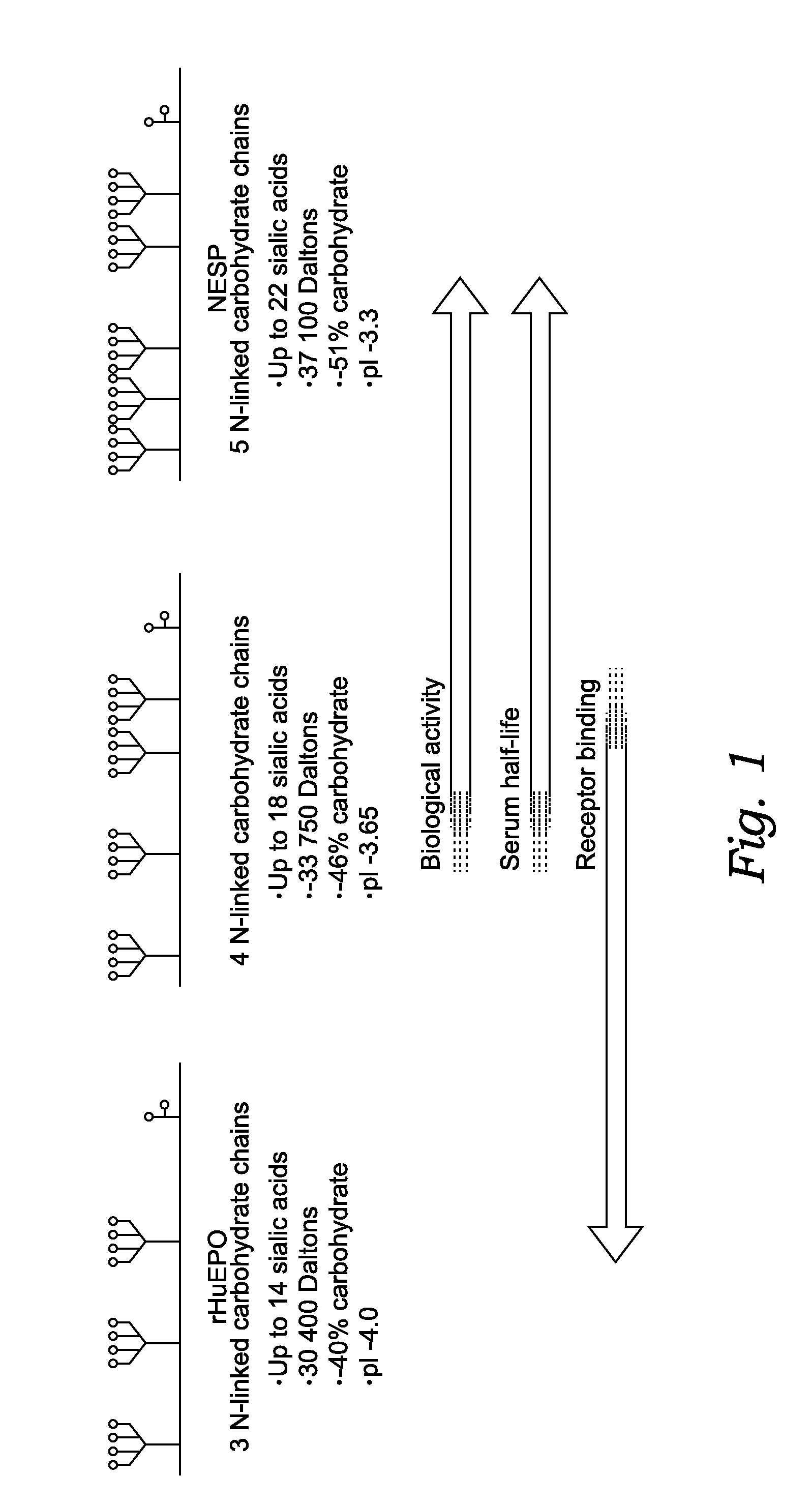 Novel Feline Erythropoietin Receptor Agonists