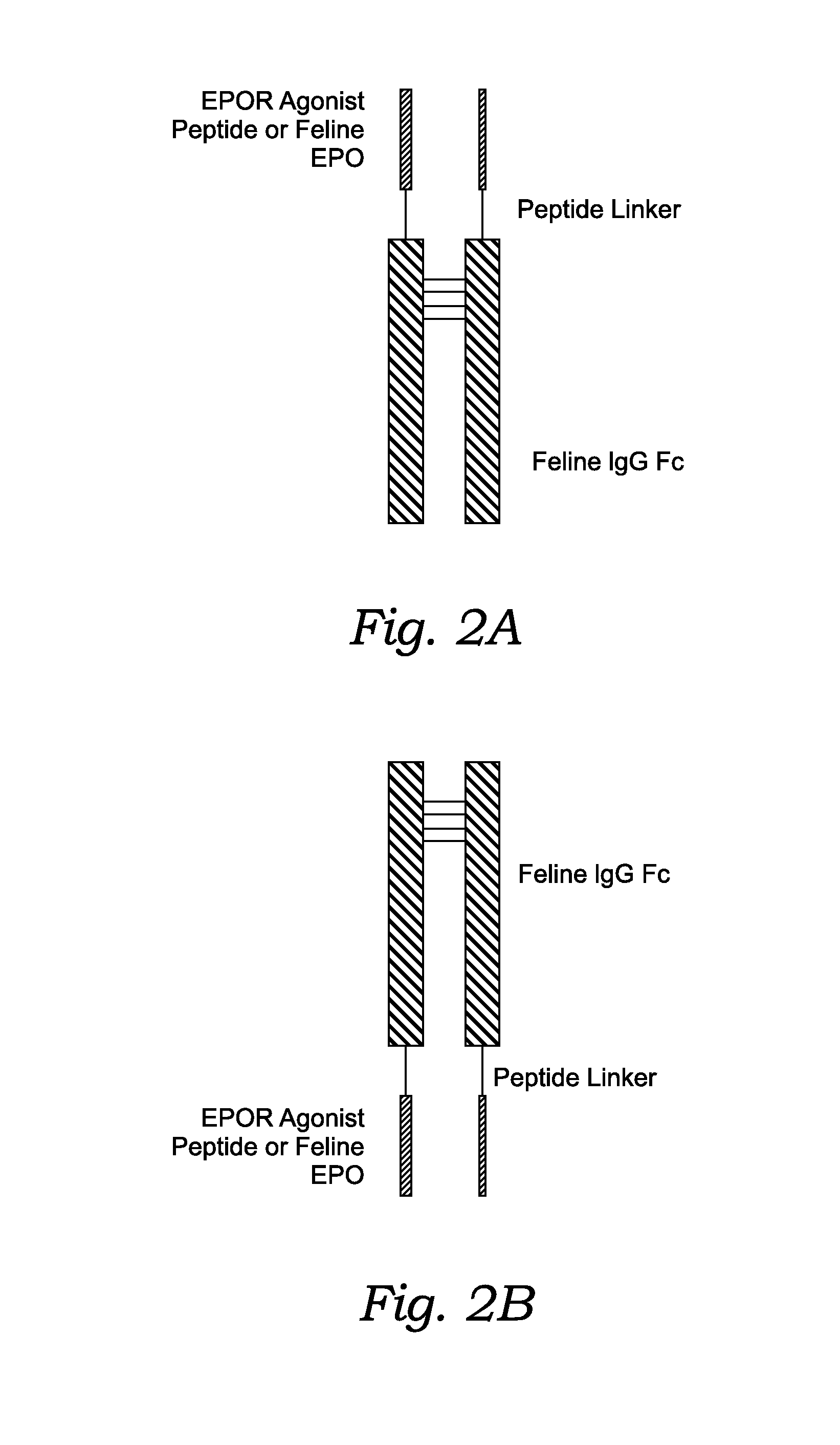 Novel Feline Erythropoietin Receptor Agonists