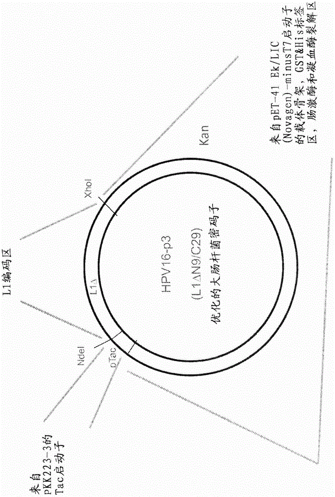 Human papilloma virus constructs