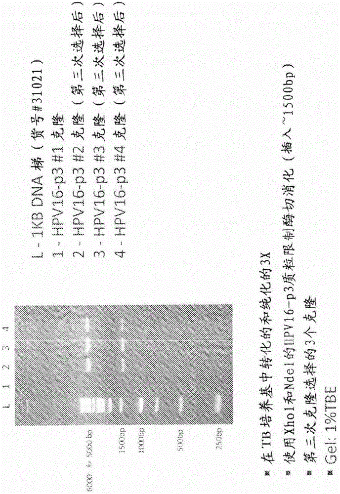 Human papilloma virus constructs