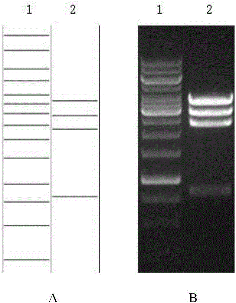 Anti-HER2 chimeric antigen receptor, encoding gene, recombinant expression vector, construction method of recombinant expression vector, and application