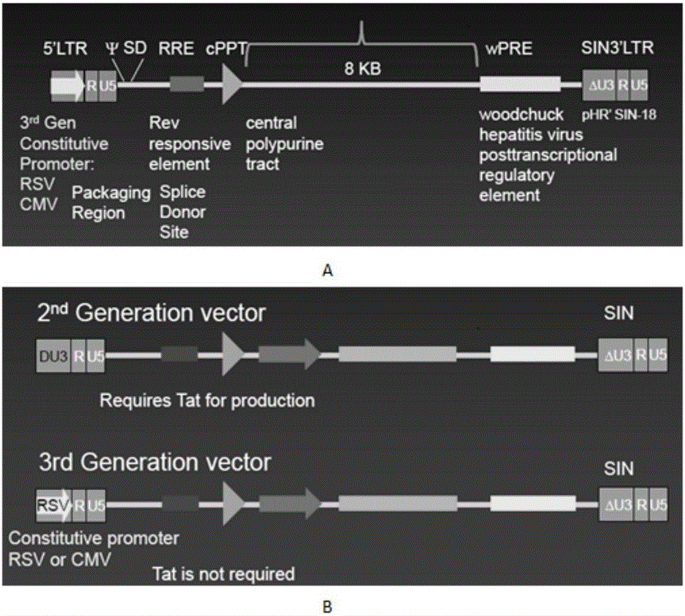 Anti-HER2 chimeric antigen receptor, encoding gene, recombinant expression vector, construction method of recombinant expression vector, and application