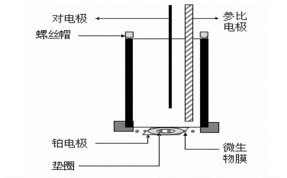 Preparation method, application, device and detection method of one-time microbial film sensor for rapid detection of biotoxicity of water