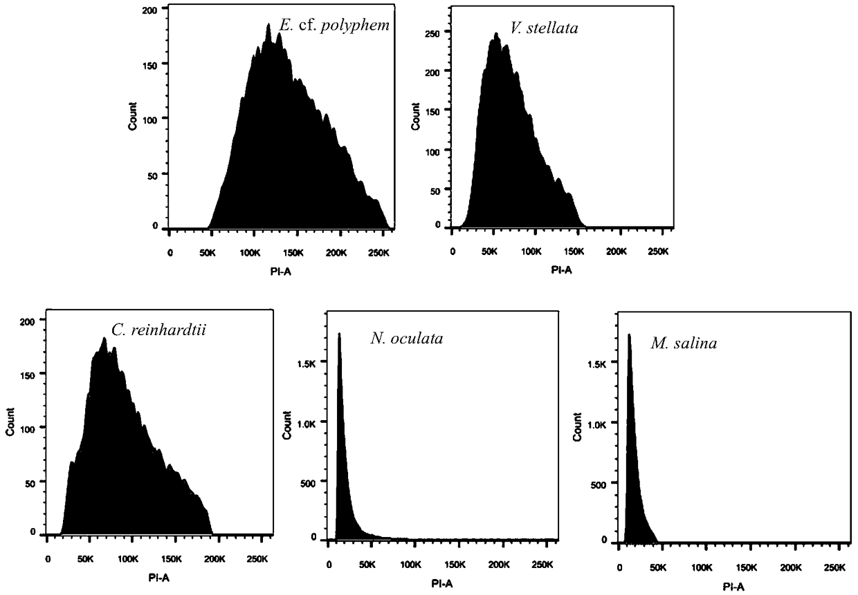 Method for determining size of single-cell eukaryotic algae genome