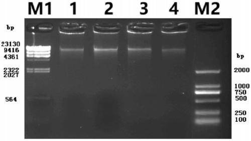 Method for determining size of single-cell eukaryotic algae genome