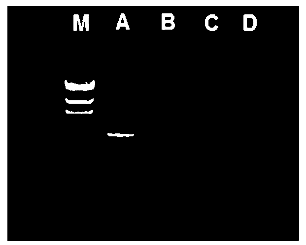 Polypeptide-modified brain-targeted nanometer gene delivery system and preparation method thereof