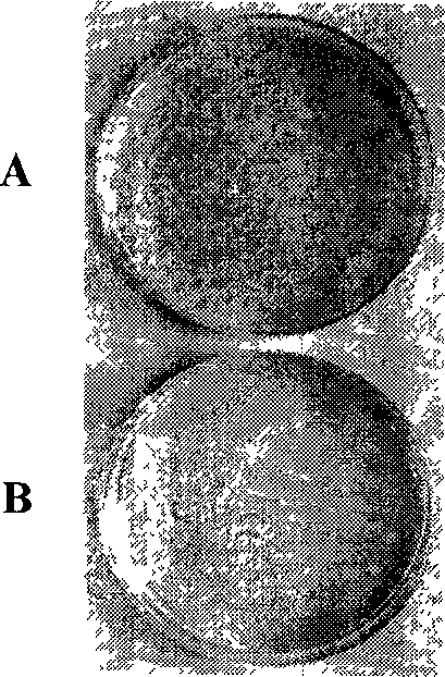 Regulatory factor for anti-reverse transcription of corn, and its coding gene and application thereof