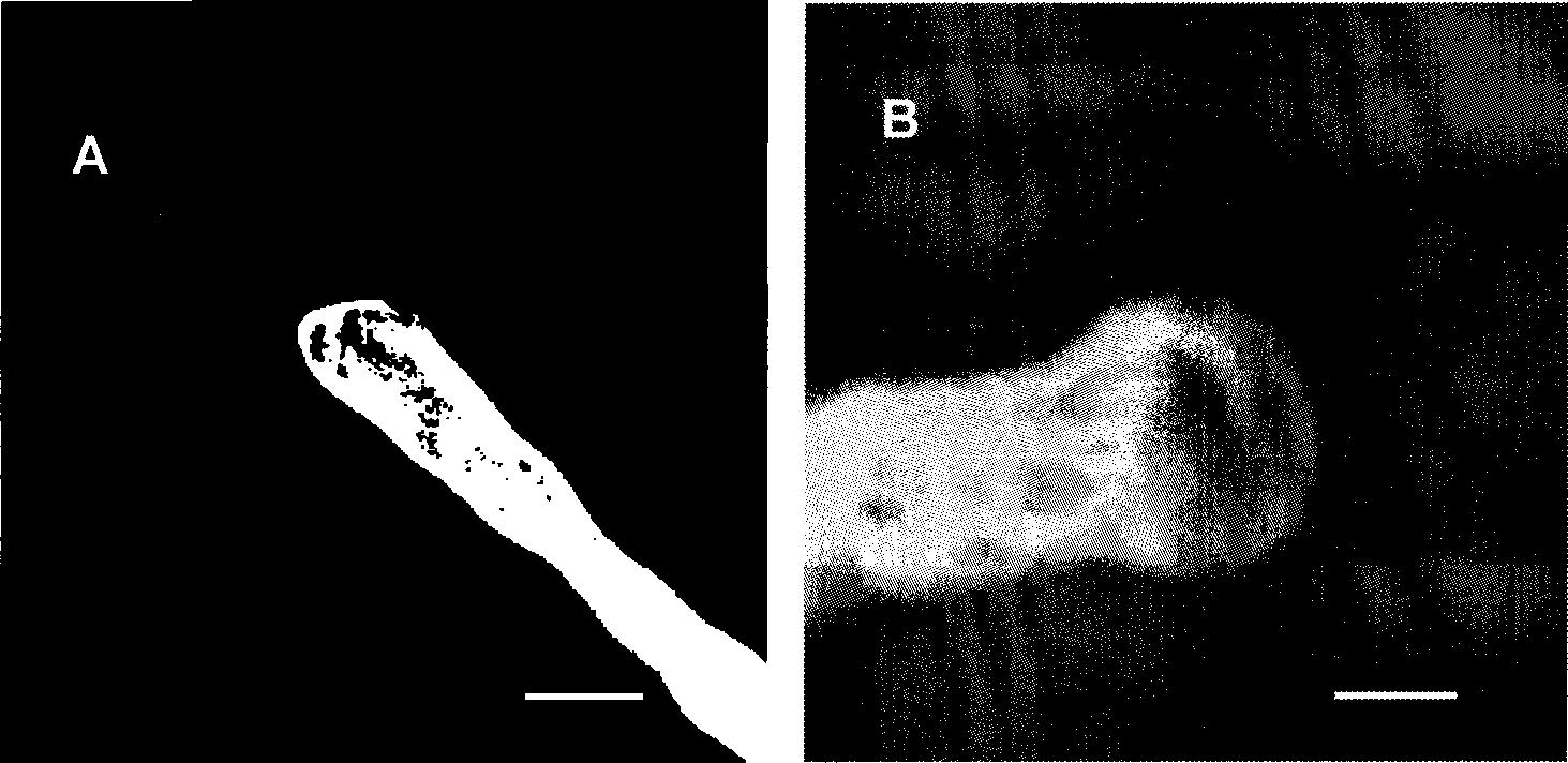 Fluorescence labeling method for cotton pollen tube microfilament framework