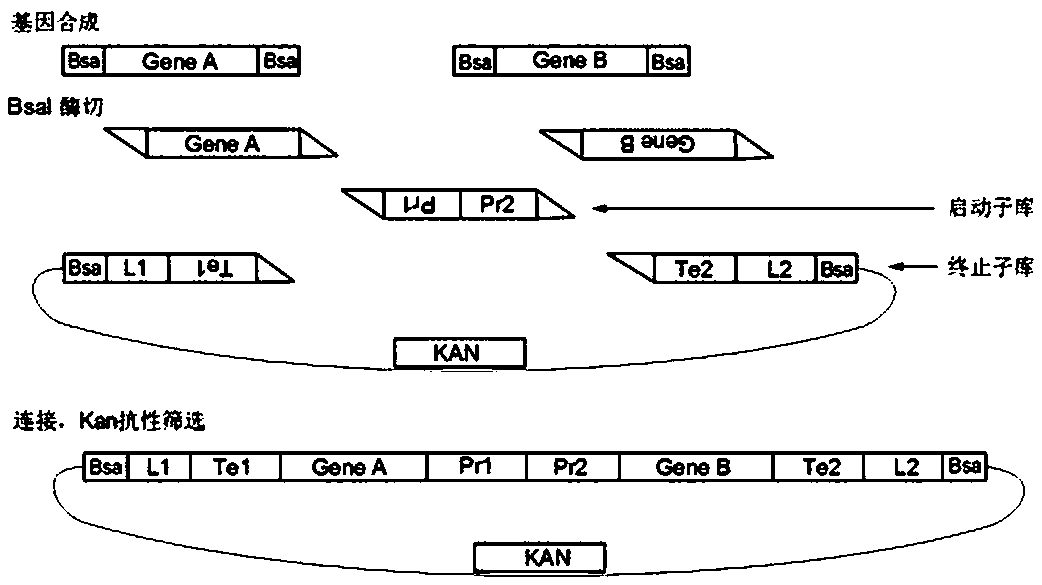 Gene synthesizing method of luteolin-producing yeast strain as well as strain and application