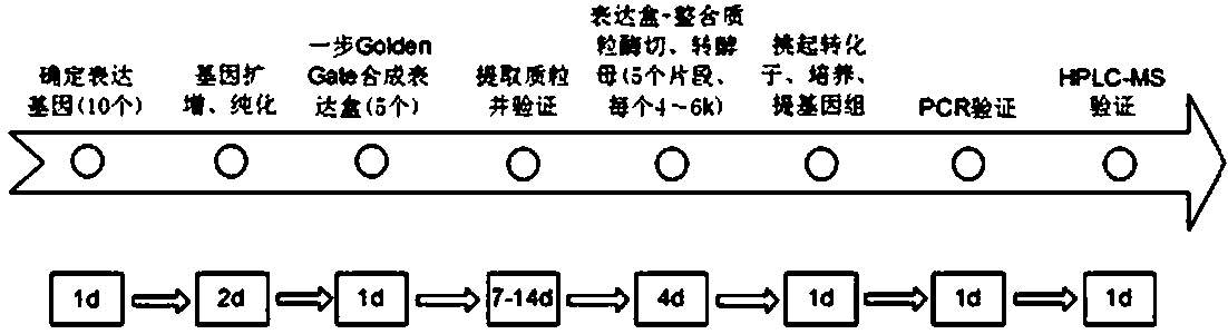 Gene synthesizing method of luteolin-producing yeast strain as well as strain and application