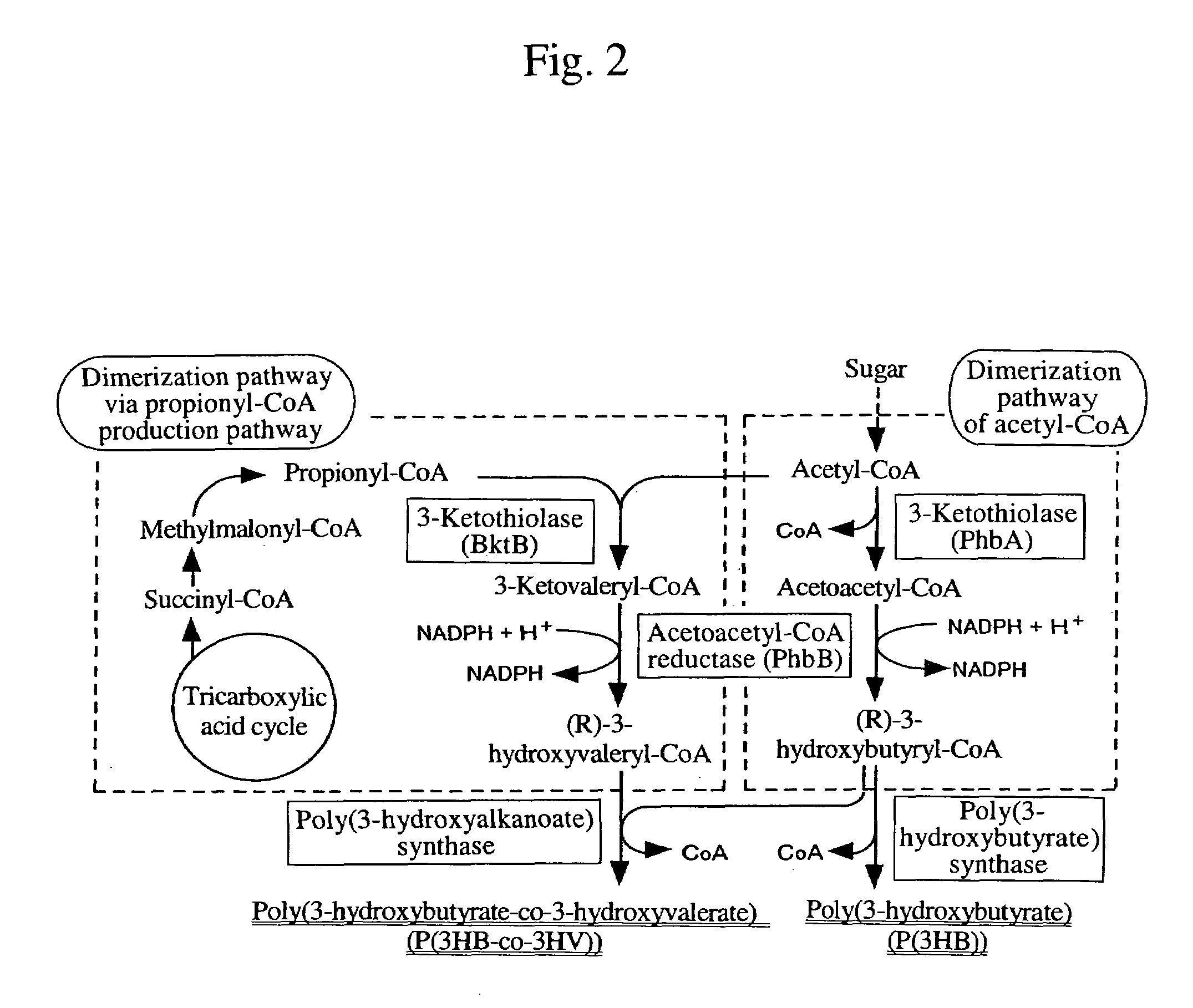 Method for producing biodegradable polyester