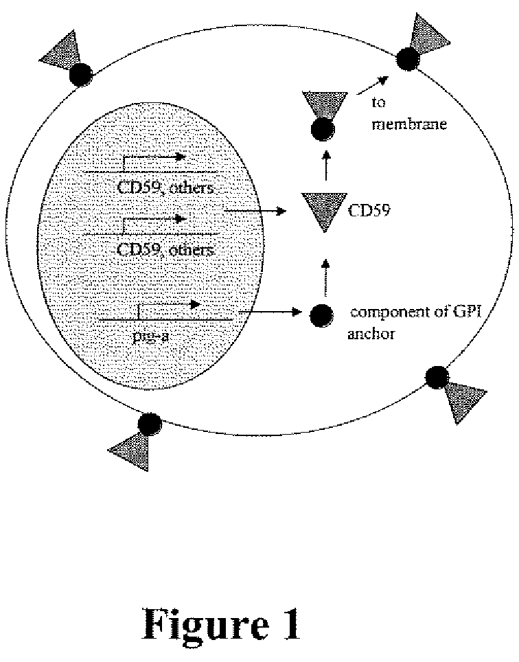 Method for measuring in vivo mutation frequency at an endogenous gene locus