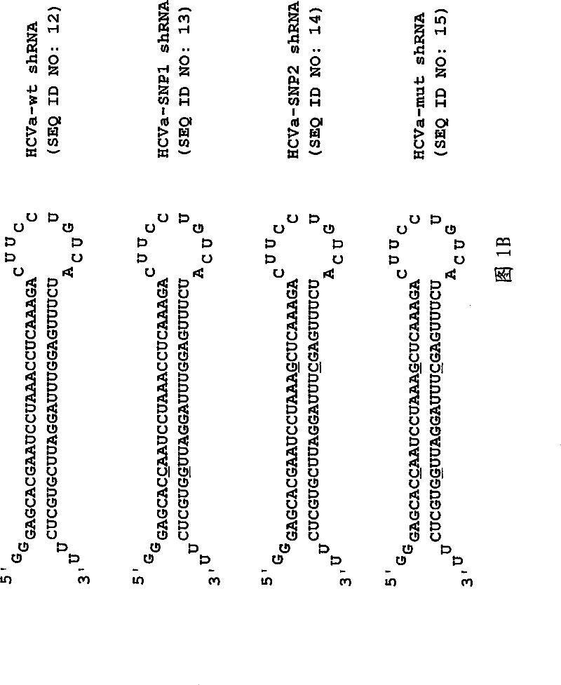 Inhibition of viral gene expression using small interfering RNA