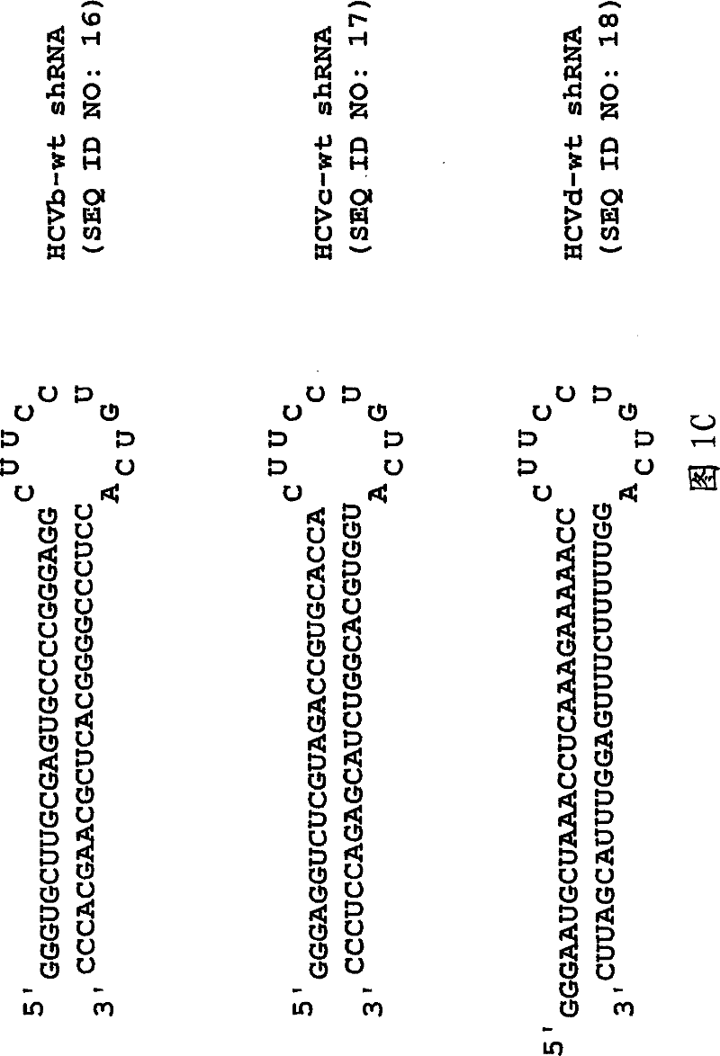 Inhibition of viral gene expression using small interfering RNA