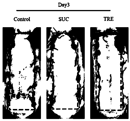 Application of trehalose in preparation of medicines for promoting survival of extra-long random flap