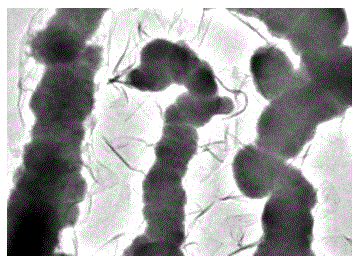 Dispersant modified nano zero-valent iron and preparing method and application thereof