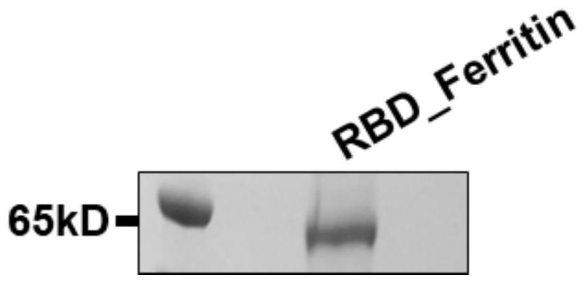 A novel coronavirus S-protein polymer nanovaccine based on Helicobacter pylori ferritin