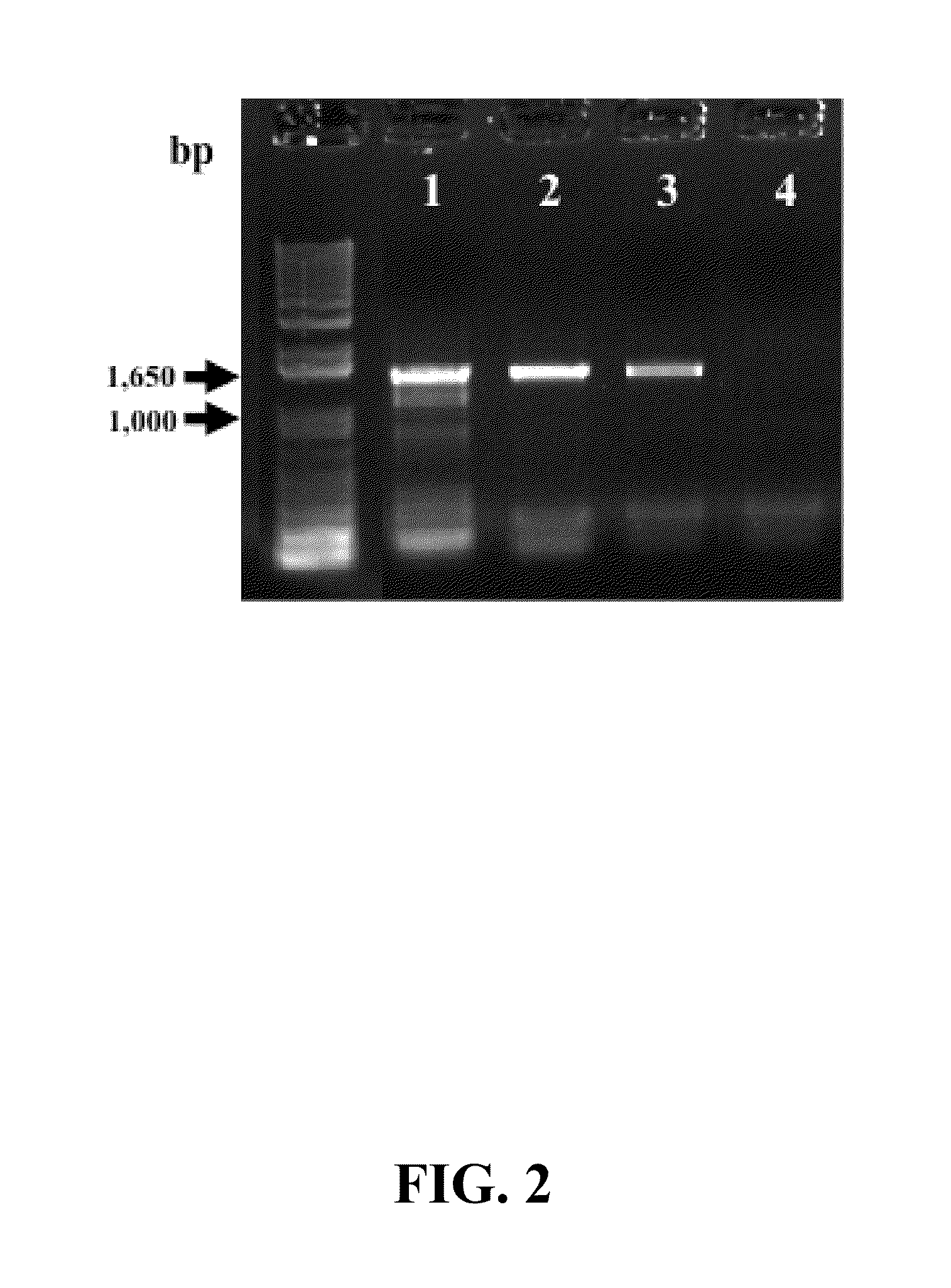 1, 2-Dichloropropane-to-Propene Reductive Dehalogenase Genes