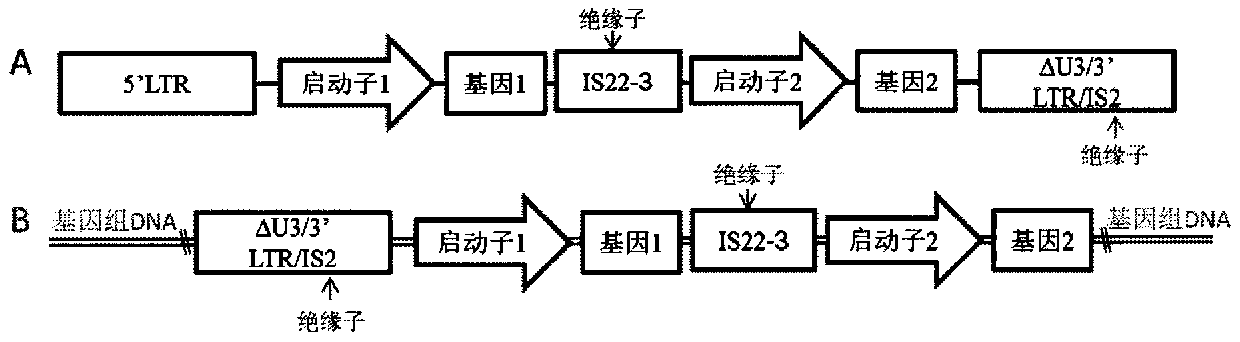 Lentiviral mutiple promoter stable expression carrier constructed through insulator combination and construction method