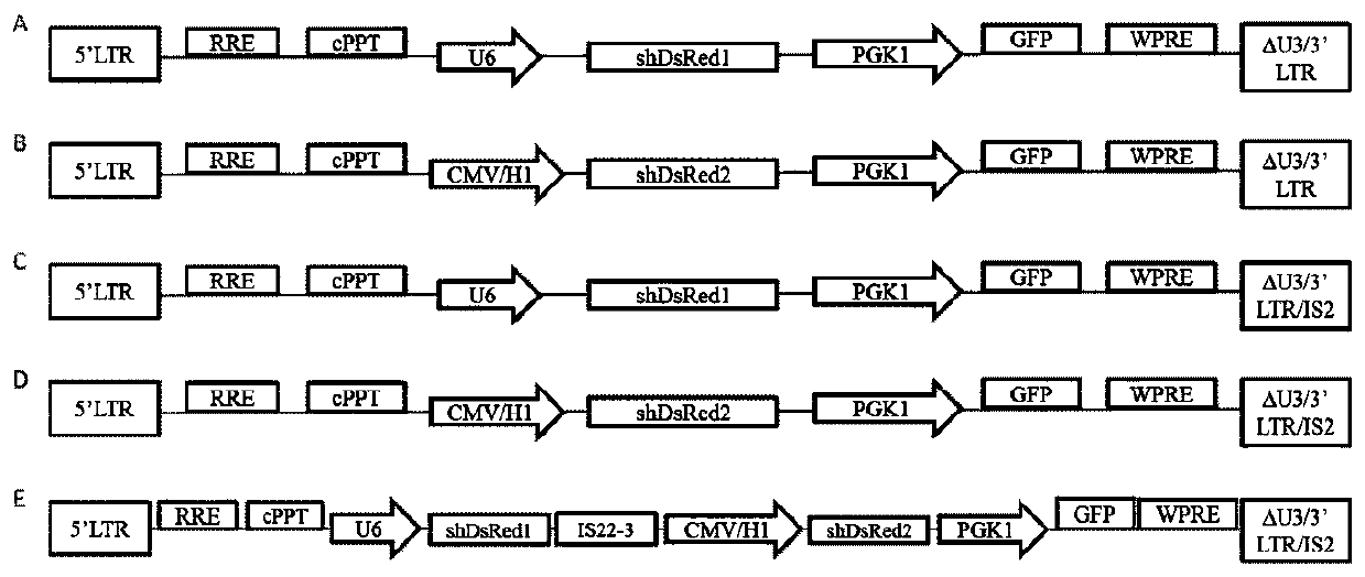 Lentiviral mutiple promoter stable expression carrier constructed through insulator combination and construction method