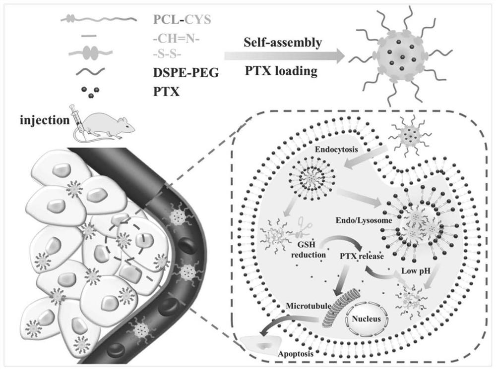 Ph/reduction double-sensitive carrier material formed by cys and its derivatives and polyester polymer and its preparation method and application