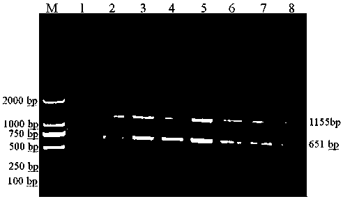 Duplex PCR (polymerase chain reaction) detection primer and kit for quickly distinguishing porcine circoviruses type 2 and type 3