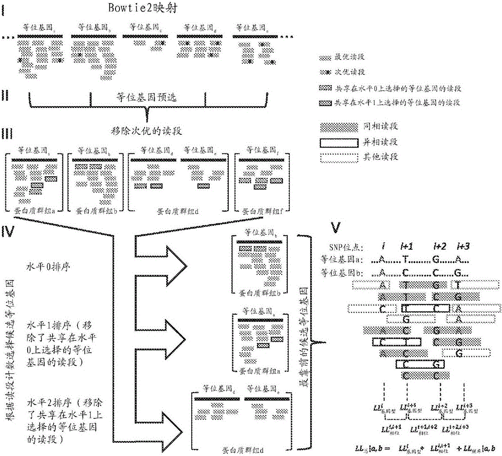 High resolution allele identification