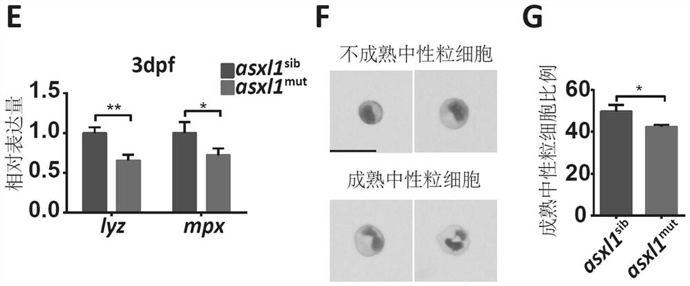 Application of a mutant zebrafish in the preparation of an animal model of myelodysplastic syndrome