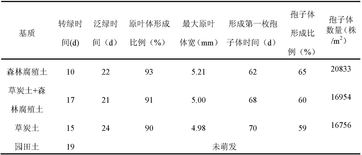 Asian osmunda cinnamomea four-step efficient spore breeding method