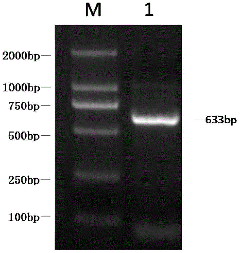 Primers and probes for the detection of foot-and-mouth disease virus universal, type a duplex real-time fluorescent quantitative PCR