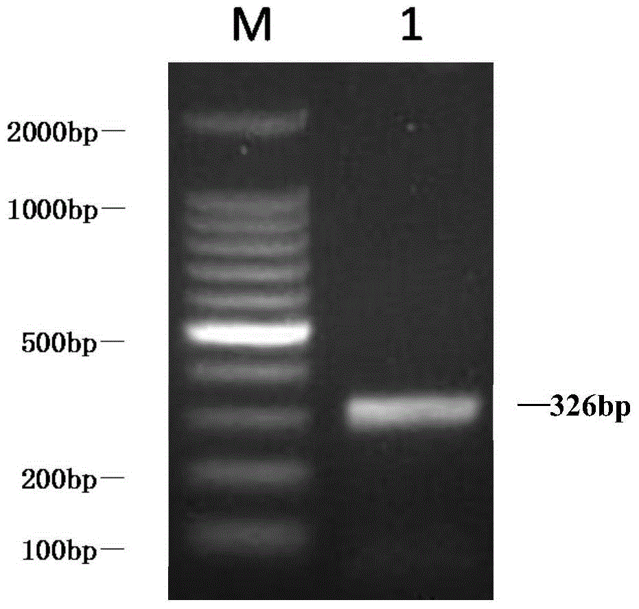 Primers and probes for the detection of foot-and-mouth disease virus universal, type a duplex real-time fluorescent quantitative PCR