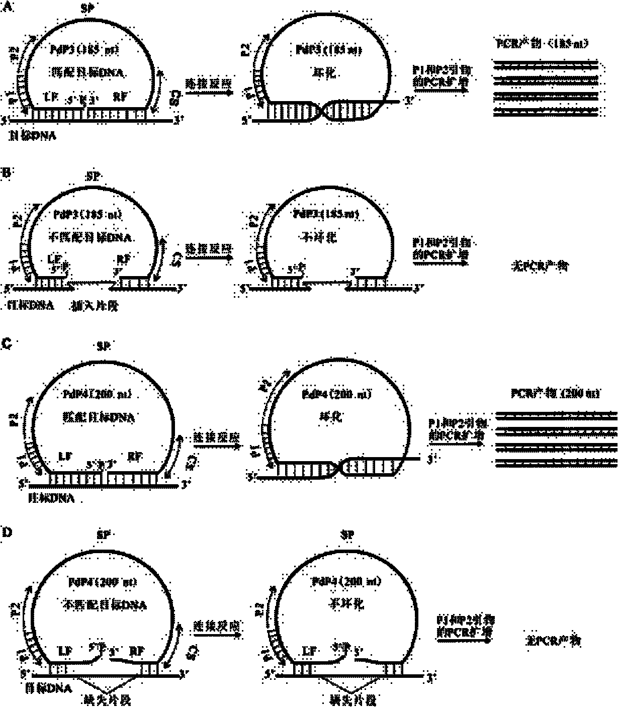 Multiple detection method for DNA polymorphism of genome and special probe thereof